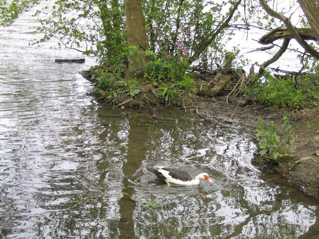 aldenham 022.jpg