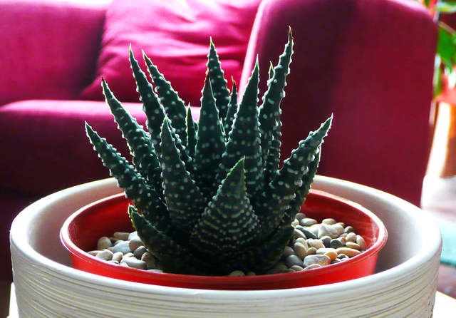 Haworthia Maxima