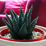 Haworthia Maxima