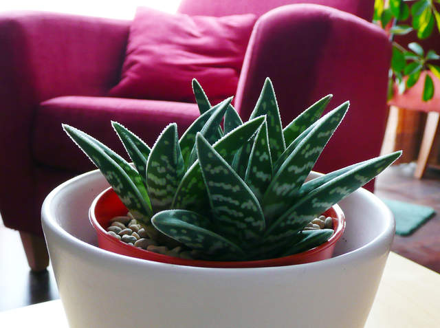 Crinata Vercosa
