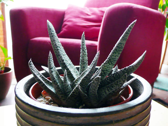 Aloe