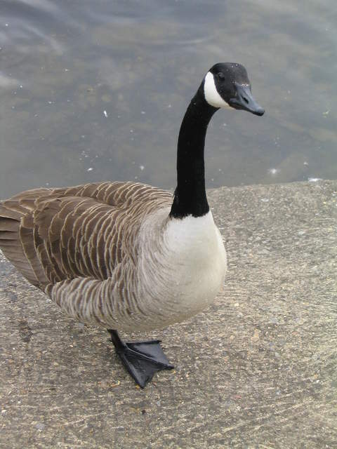 aldenham 031.jpg