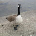 aldenham 032.jpg