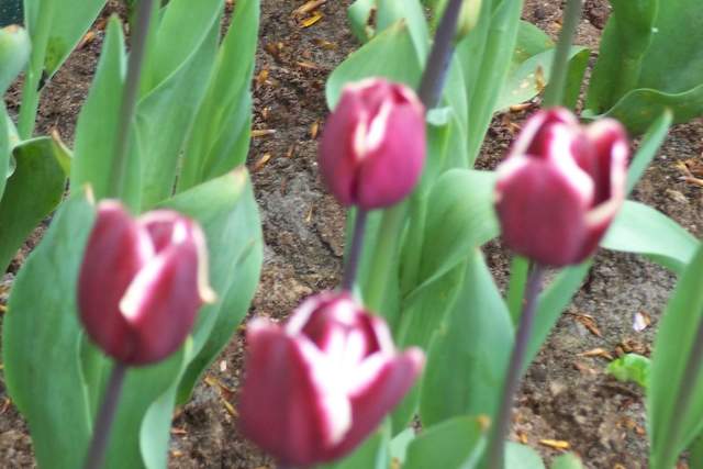 100_2547.JPG