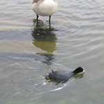 aldenham 041.jpg