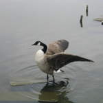aldenham 042.jpg