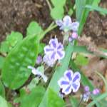 100_2475.JPG