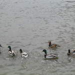 aldenham 045.jpg