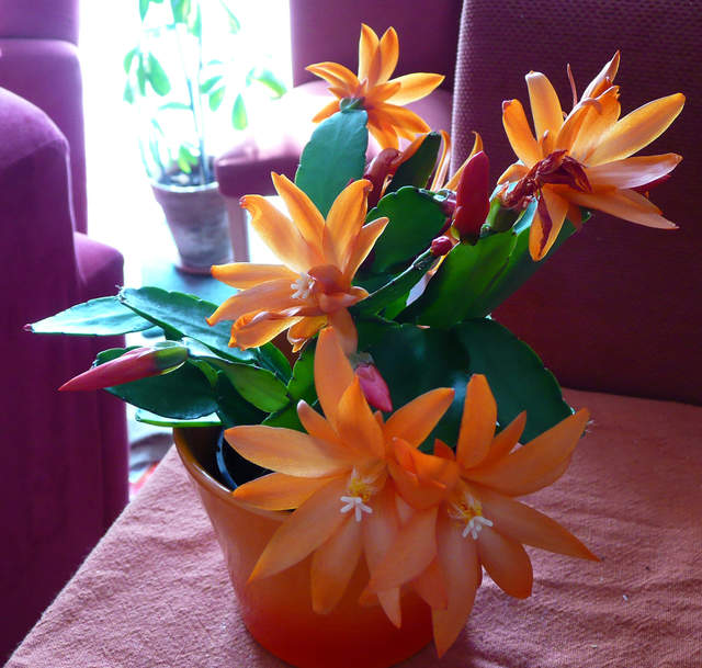 Rhipsalis Easter Cactus