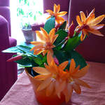 Rhipsalis Easter Cactus