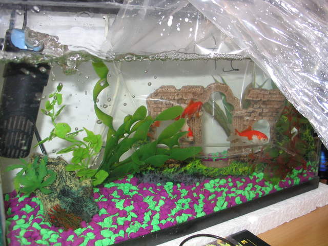 Fish in a bag