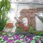 Fish2 007.jpg