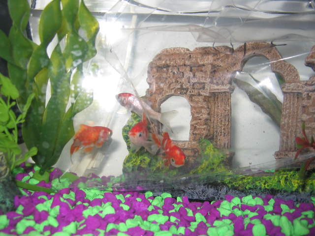 Fish2 007.jpg