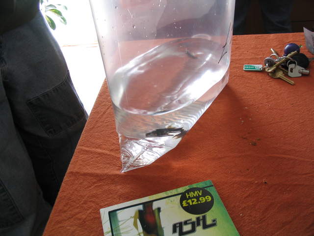 Fish2 008.jpg