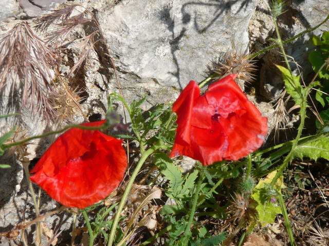 P1010429.JPG