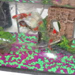 Fish2 020.jpg