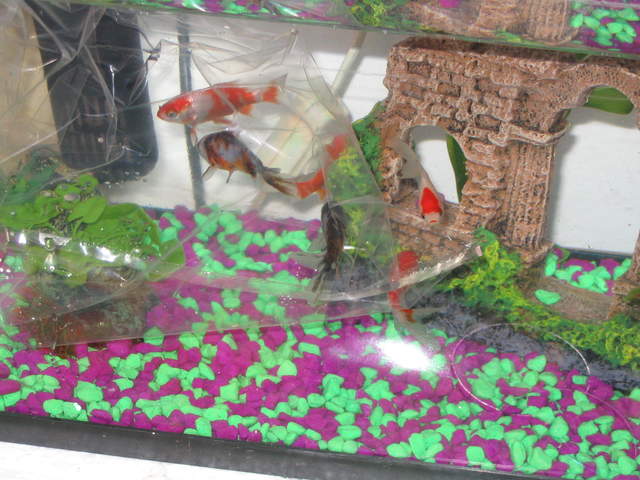 Fish2 020.jpg