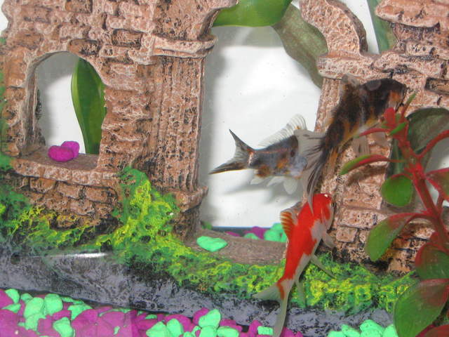 Fish2 021.jpg