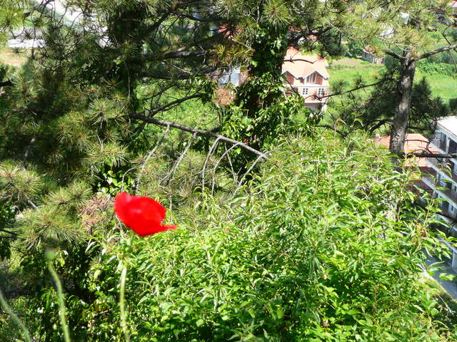 P1010562.JPG