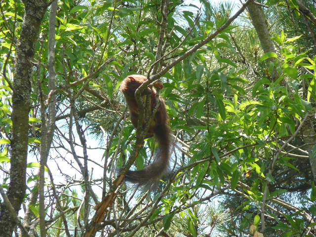 Squirrel