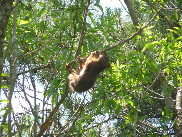 Squirrel