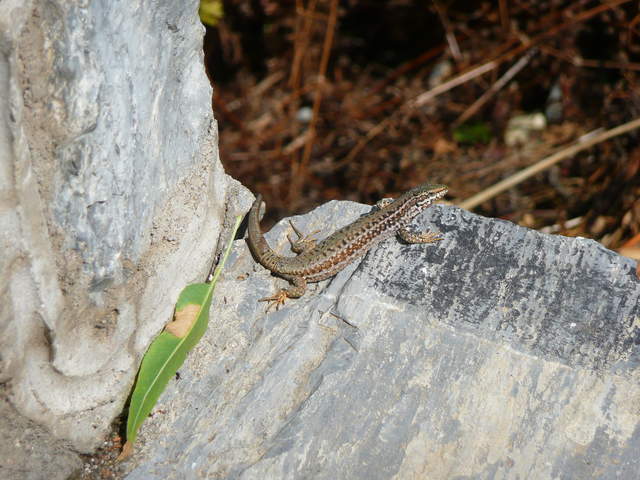 P1010555.JPG