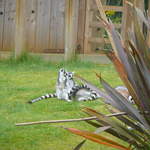 Lemurs