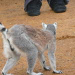 Lemur