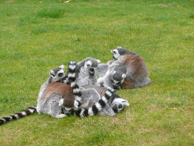Lemurs