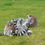 Lemurs