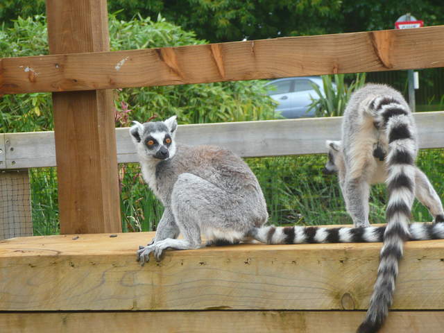 Lemurs