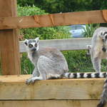 Lemurs