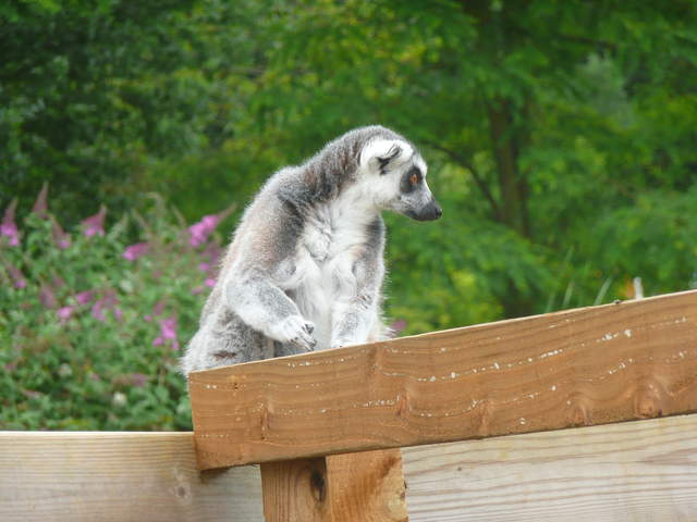 Lemur