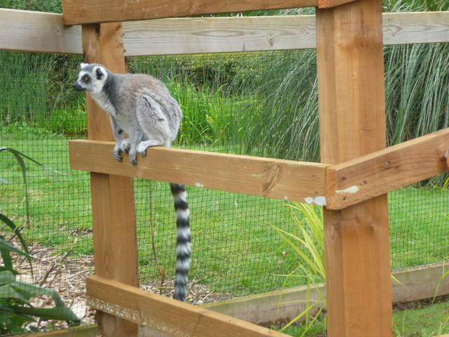 Lemur