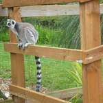 Lemur