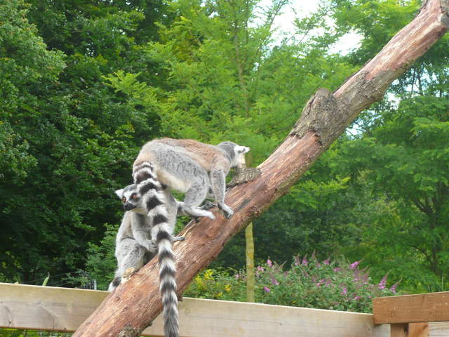 Lemurs