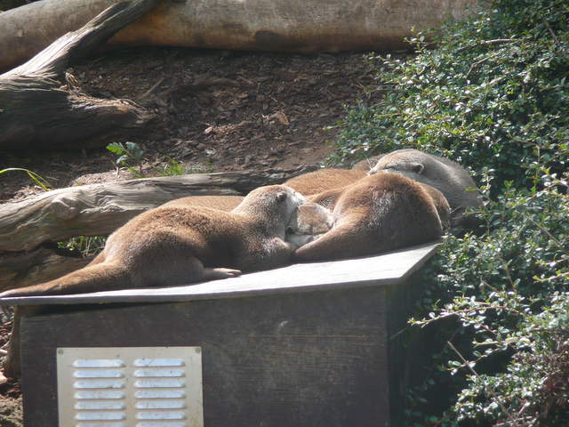 Sleeping otters