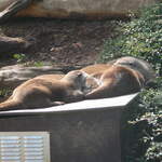 Sleeping otters