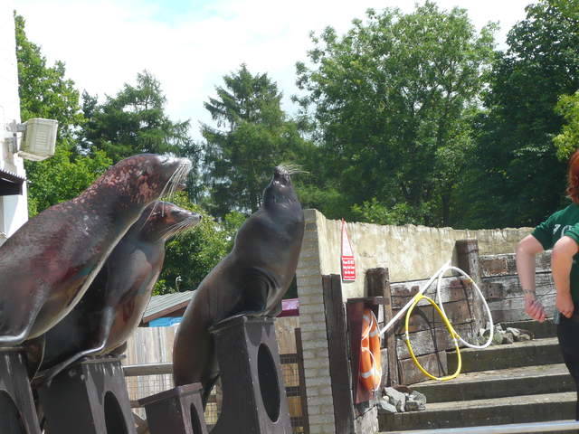 Sealions