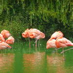 Flamingos