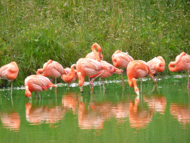 Flamingos