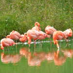 Flamingos