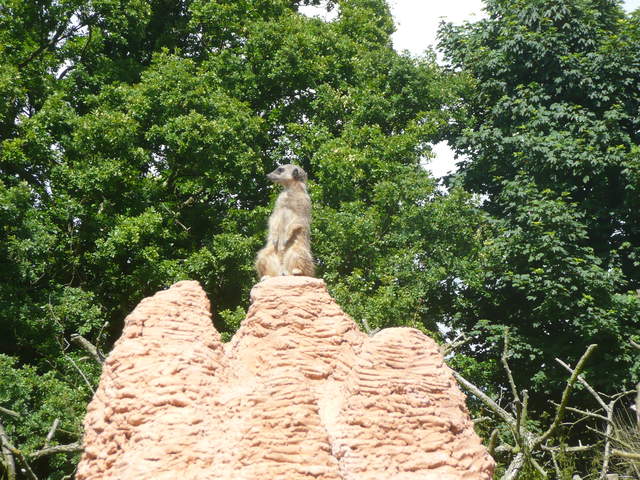 Meerkat guard
