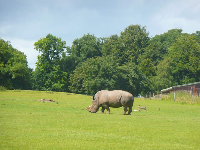 Rhino