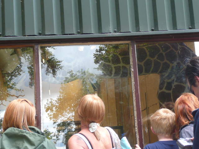Protective Giraffe