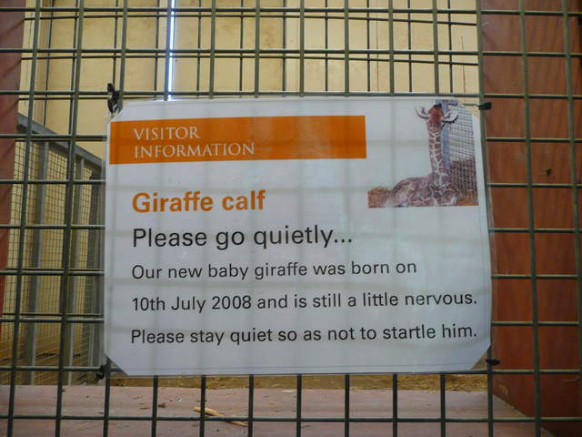 Giraffe calf - 2 days old!