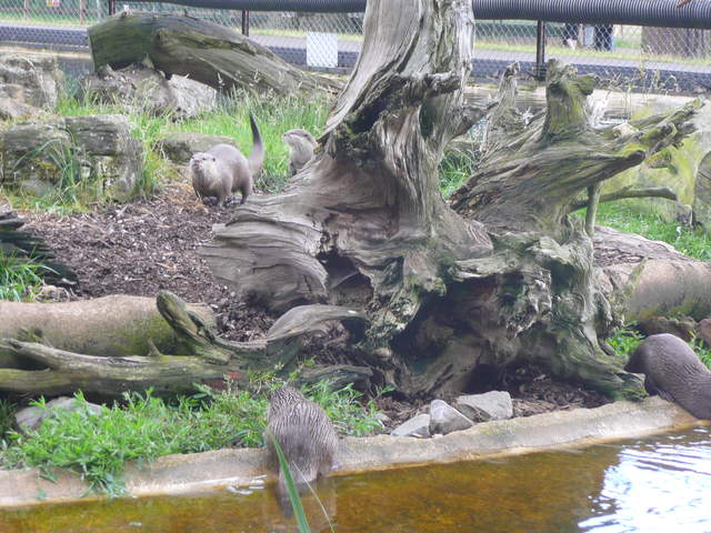 Otters