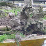Otters