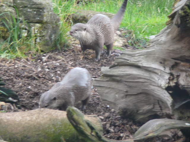 Otters