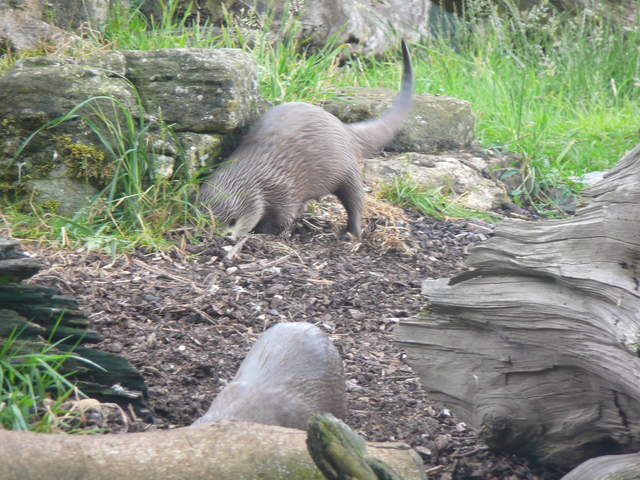 Otter foraging
